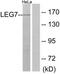 Galectin 7B antibody, TA313110, Origene, Western Blot image 