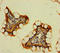 Ring Finger Protein 125 antibody, LS-C679330, Lifespan Biosciences, Immunohistochemistry paraffin image 
