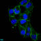 Adhesion G Protein-Coupled Receptor E5 antibody, LS-C675303, Lifespan Biosciences, Immunofluorescence image 