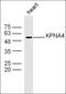 Karyopherin Subunit Alpha 4 antibody, orb184552, Biorbyt, Western Blot image 