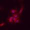 Delta Like Canonical Notch Ligand 4 antibody, MAB1506, R&D Systems, Immunocytochemistry image 