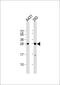 H1 Histone Family Member X antibody, 57-230, ProSci, Western Blot image 