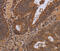 WD Repeat Domain 83 antibody, MBS2523870, MyBioSource, Immunohistochemistry frozen image 