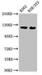 Exportin 1 antibody, CSB-PA026221LA01HU, Cusabio, Western Blot image 
