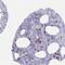 Rubicon Autophagy Regulator antibody, PA5-62974, Invitrogen Antibodies, Immunohistochemistry frozen image 