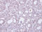 Transmembrane Protein 147 antibody, LS-C185937, Lifespan Biosciences, Immunohistochemistry paraffin image 