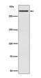 Cubilin antibody, M03670-1, Boster Biological Technology, Western Blot image 