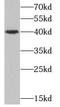 CD1d Molecule antibody, FNab01436, FineTest, Western Blot image 
