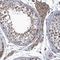 Mdm1 Nuclear Protein antibody, NBP1-86242, Novus Biologicals, Immunohistochemistry frozen image 