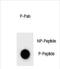 Cyclin B3 antibody, PA5-72376, Invitrogen Antibodies, Dot Blot image 