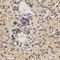 Family With Sequence Similarity 160 Member B2 antibody, LS-C332413, Lifespan Biosciences, Immunohistochemistry frozen image 