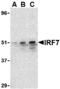 Interferon Regulatory Factor 7 antibody, MBS151404, MyBioSource, Western Blot image 
