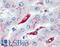 CD74 Molecule antibody, LS-B1859, Lifespan Biosciences, Immunohistochemistry frozen image 