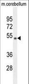 WD Repeat Domain 41 antibody, LS-C160584, Lifespan Biosciences, Western Blot image 