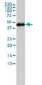 Gasdermin D antibody, ab57785, Abcam, Western Blot image 