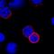CD247 Molecule antibody, NBP1-85750, Novus Biologicals, Immunocytochemistry image 