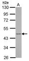 ADP Ribosylation Factor Interacting Protein 1 antibody, NBP2-15444, Novus Biologicals, Western Blot image 