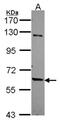 TUB Like Protein 2 antibody, NBP2-15151, Novus Biologicals, Western Blot image 