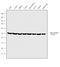 Tubulin Alpha 8 antibody, PA5-29135, Invitrogen Antibodies, Western Blot image 