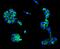Melanocortin 4 Receptor antibody, A00619-2, Boster Biological Technology, Immunofluorescence image 