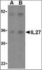 Interleukin 27 antibody, orb88402, Biorbyt, Western Blot image 