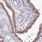 Mitochondrial Ribosomal Protein L54 antibody, PA5-59875, Invitrogen Antibodies, Immunohistochemistry frozen image 