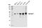 ADP Ribosylation Factor GTPase Activating Protein 1 antibody, 14608S, Cell Signaling Technology, Western Blot image 