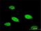 Transcription Factor Like 5 antibody, H00010732-M01, Novus Biologicals, Immunocytochemistry image 
