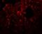 Rhomboid Domain Containing 3 antibody, NBP1-76250, Novus Biologicals, Immunofluorescence image 