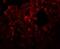 Rhomboid domain-containing protein 3 antibody, NBP1-76250, Novus Biologicals, Immunofluorescence image 