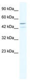 TATA-Box Binding Protein Associated Factor 5 Like antibody, TA330610, Origene, Western Blot image 