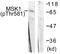 Ribosomal Protein S6 Kinase A5 antibody, PA5-38371, Invitrogen Antibodies, Western Blot image 