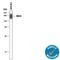 CD44 antibody, AF6577, R&D Systems, Western Blot image 