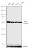 P21 (RAC1) Activated Kinase 4 antibody, 720378, Invitrogen Antibodies, Western Blot image 