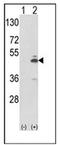 PKM antibody, AP53318PU-N, Origene, Western Blot image 