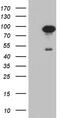 Secretogranin II antibody, M04779, Boster Biological Technology, Western Blot image 
