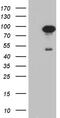 SN antibody, M04779, Boster Biological Technology, Western Blot image 