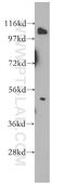 Nuclear Factor Kappa B Subunit 1 antibody, 14220-1-AP, Proteintech Group, Western Blot image 