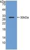 Insulin Like Growth Factor Binding Protein 1 antibody, MBS2027730, MyBioSource, Western Blot image 