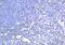 Toll Like Receptor 2 antibody, GTX21655, GeneTex, Immunohistochemistry paraffin image 