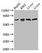 Pannexin 2 antibody, LS-C674216, Lifespan Biosciences, Western Blot image 