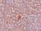 Lysine Demethylase 3A antibody, A03994-1, Boster Biological Technology, Immunohistochemistry paraffin image 