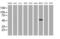 Zinc Finger And SCAN Domain Containing 4 antibody, MA5-26446, Invitrogen Antibodies, Western Blot image 