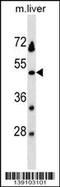 Serine Protease 54 antibody, 60-431, ProSci, Western Blot image 