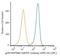 Heat Shock Protein 90 Beta Family Member 1 antibody, NB110-61640, Novus Biologicals, Flow Cytometry image 