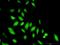 Signal Transducing Adaptor Family Member 1 antibody, H00026228-D01P, Novus Biologicals, Immunocytochemistry image 