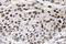 G1/S-specific cyclin-D3 antibody, LS-C176272, Lifespan Biosciences, Immunohistochemistry frozen image 