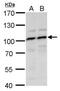 Myb Like, SWIRM And MPN Domains 1 antibody, PA5-78629, Invitrogen Antibodies, Western Blot image 