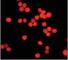 Histone Deacetylase 3 antibody, ab32369, Abcam, Immunocytochemistry image 