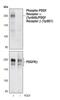 Platelet Derived Growth Factor Receptor Alpha antibody, MA5-14905, Invitrogen Antibodies, Western Blot image 